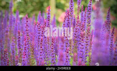 lavender plants in the flower patch Stock Photo