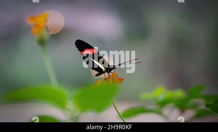 postman butterfly on a flower Stock Photo