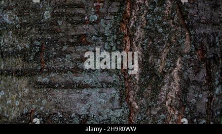 cherry tree old bark structure Stock Photo