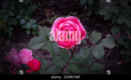 pink rose in flower patch Stock Photo