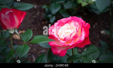 White and Pink rose in flower patch Stock Photo