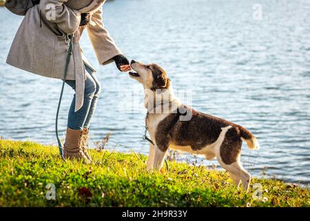 Woman giving pet food to her dog outdoors. Obedience training. Female pet owner standing next to lake