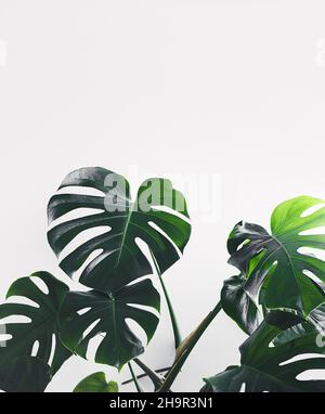 Monstera deliciosa or Swiss cheese plant green leaves on the white background Stock Photo