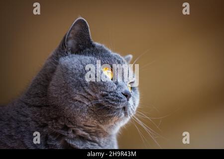 Gray british shorthair cat looking away. Closeup domestic cat head Stock Photo