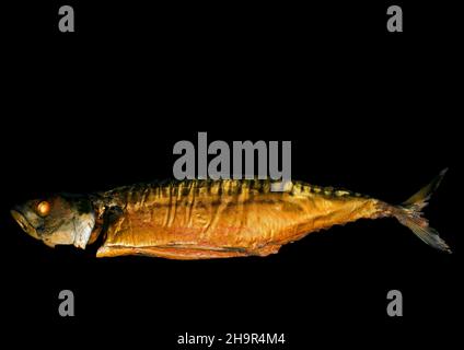 Smoked atlantic mackerel (Scomber scombrus), studio photography with black background Stock Photo