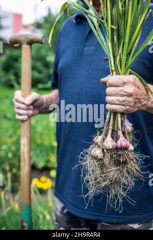 Farmer harvesting garlic from organic farm. Gardener working at vegetable garden. Homegrown produce Stock Photo