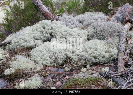 Cladonia stellaris, known as Star-tipped Reindeer Lichen, important food source for reindeer and caribou Stock Photo