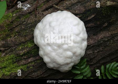 Reticularia lycoperdon, also called Enteridium lycoperdon, commonly known as the false puffball, slime mold from Finland Stock Photo
