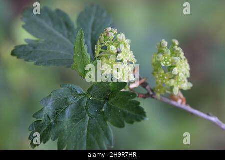 Ribes alpinum, known as mountain currant or alpine currant, new leaves and flowers Stock Photo