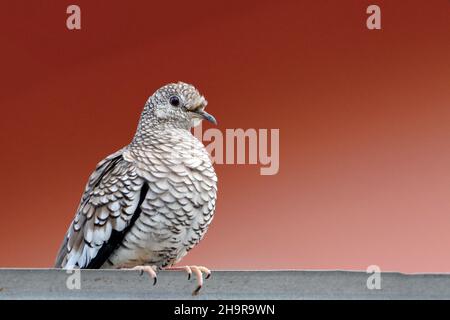 Scaled Dove (Columbina squammata) isolated and perched on a dark red background. Stock Photo