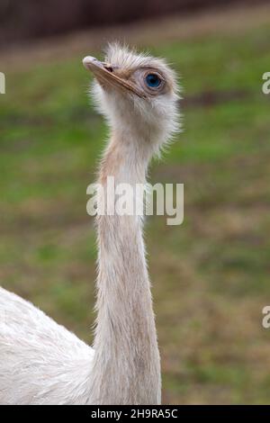 Emus are the second largest birds native to Australia Stock Photo