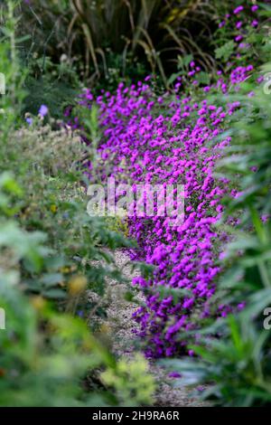 Geranium Anne Thomson, Geranium procurrens x Geranium psilostemon, magenta, flower, flowers, flowering, perennial, perennials, RM Floral Stock Photo