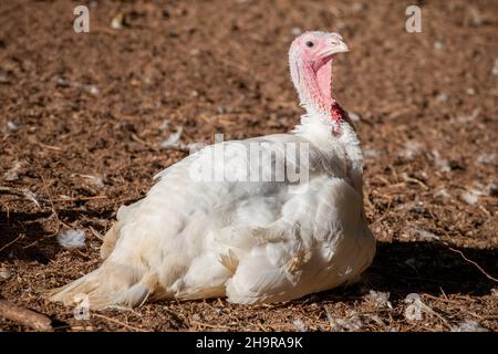 Turkeys on a farm Stock Photo