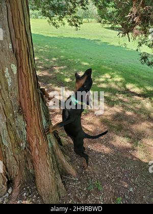 Vertical shot of a black & tan coonhound dog barking in a park Stock Photo