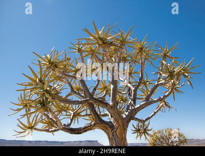 Close up of a Quiver Tree (Aloidendron dichotomum) in the Karoo desert Stock Photo