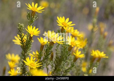Yellow daisy flower bush closeup of the plant with blooming flowers Stock Photo
