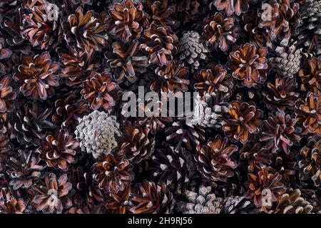 Fir cones as background, close up top view Stock Photo