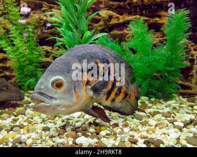 Tropical fish in a large aquarium. Natural aquarium representing