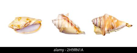 Top view of bright yellow seashell from the ocean set isolated on white background close up. Stock Photo
