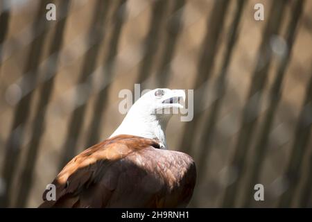 Closeup of the brahminy kite. Haliastur indus, formerly known as the red-backed sea-eagle. Stock Photo
