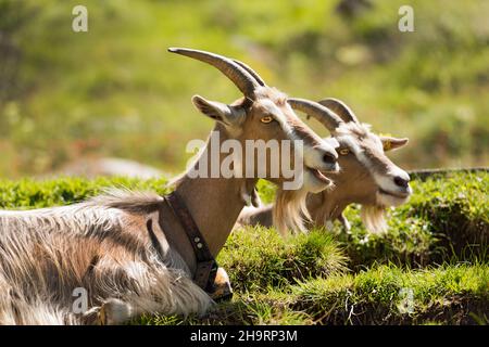Two goats with horns and cowbell resting on a green pasture in summer, Italian Alps, Trentino Alto Adige, Italy, Europe. Stock Photo