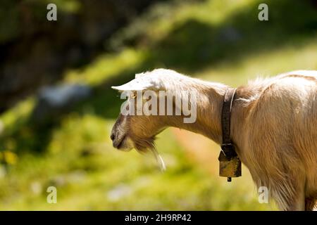 Close-up of a brown and white mountain goat with cowbell in Italian Alps, Trentino Alto Adige, Italy, Europe. Stock Photo