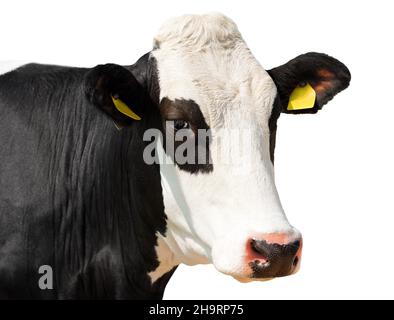 Portrait of a black and white curious dairy cow looking at camera, isolated on white background. Stock Photo