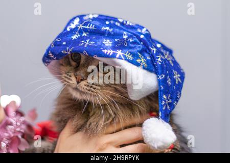 Funny cat smilling, domestic cat. Chtistmas time Stock Photo