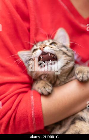 Funny cat smilling, domestic cat. Chtistmas time Stock Photo