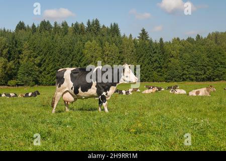 cattle in a pasture, one cow standing in the foreground, a herd of cows lying on the grass behind her