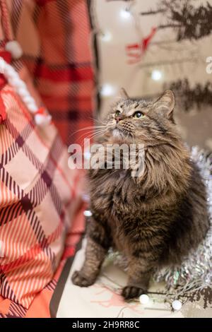 Funny cat smilling, domestic cat. Chtistmas time Stock Photo