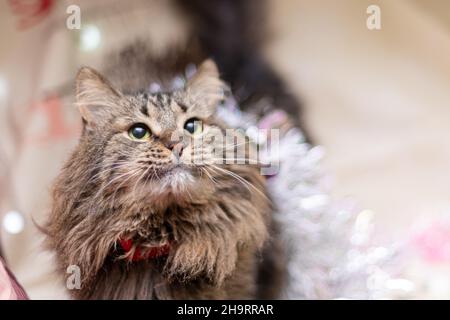 Funny cat smilling, domestic cat. Chtistmas time Stock Photo