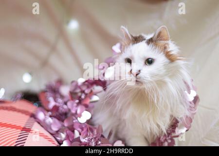 Funny cat smilling, domestic cat. Chtistmas time Stock Photo