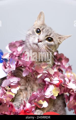 Funny cat smilling, domestic cat. Chtistmas time Stock Photo