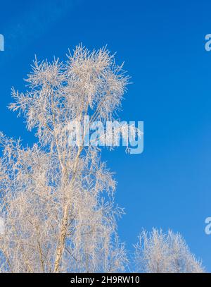 Branches of trees covered with frost on a background of blue sky Stock Photo