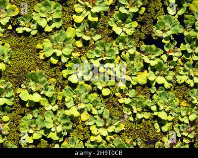 Water Lettuce Pistia stratiotes floating in water at Lettuce Lake Park in Hillsborough County in Tampa Florida USA Stock Photo