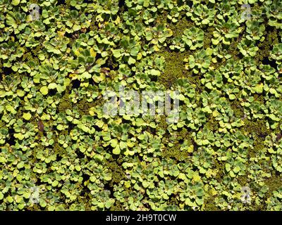 Water Lettuce Pistia stratiotes floating in water at Lettuce Lake Park in Hillsborough County in Tampa Florida USA Stock Photo