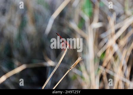 bright and red dragonfly is a flying insect with four wings, sitting on straw Stock Photo