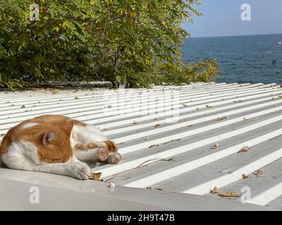 Sleepy cat enjoying resting in the sun on tin roof at local beach Stock Photo