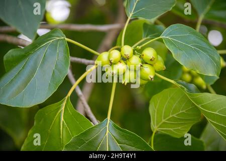 Macadamia nuts on the tree, Lihue, Kauai, Hawaii Stock Photo