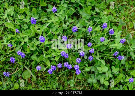 Close up of a group of fresh small blue flowers of Muscari neglectum or common grape hyacinth in a garden in a sunny spring day, floral background pho Stock Photo
