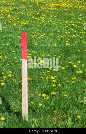 Red painted wooden stake  on green grass lawn in spring. Stock Photo