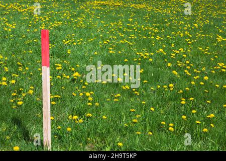 Red painted wooden stake  on green grass lawn in spring. Stock Photo