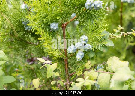 Young green cones in forest Stock Photo