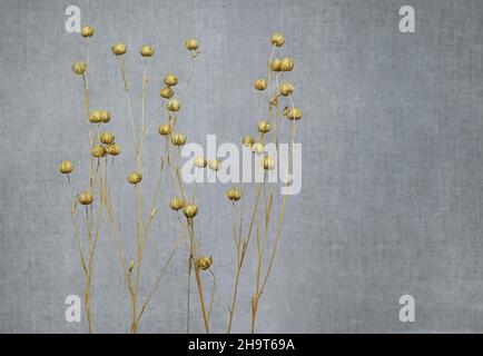 Abstract natural background. Golden dry flax on a background of gray linen fabric. Blurred background, free space for text, minimalism, nordic style. Stock Photo