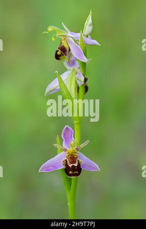 Bee orchid (Ophrys apifera / Orchis apifera) in flower in meadow Stock Photo