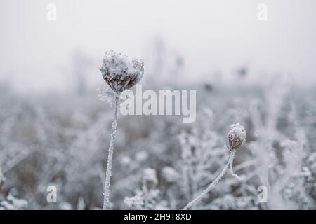Frost covered stalks of dry wild flowers Daucus carota in winter meadow with blurred background, Winter background Stock Photo