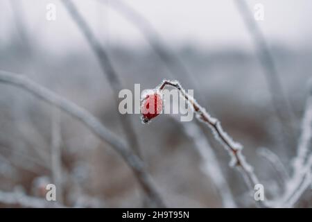 Frosted red rose hip in winter meadow with blurred background, Winter background Stock Photo