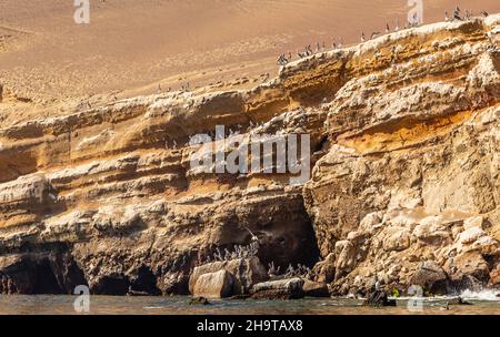 Pelican colony on the rock at Parakas national reserve, Peru, South America Stock Photo