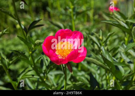 Rose pink Paeonia 'Skylark' - Herbaceous Hybrid Peony. Stock Photo